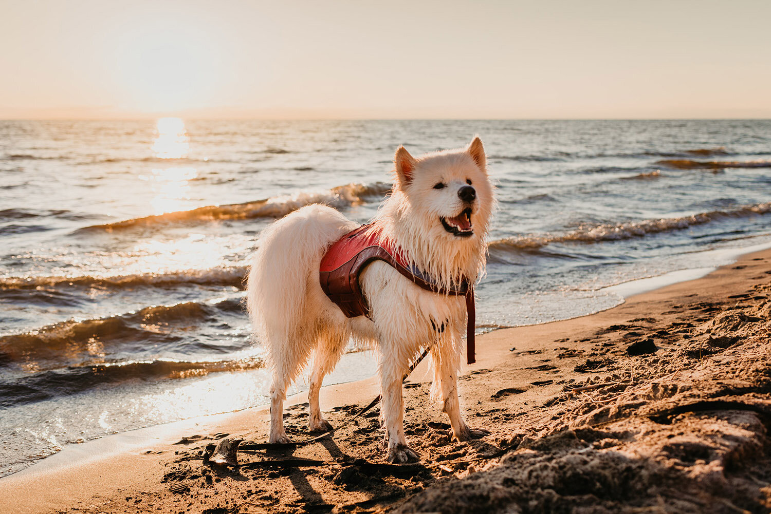 Dog friendly beach holland MI.jpg