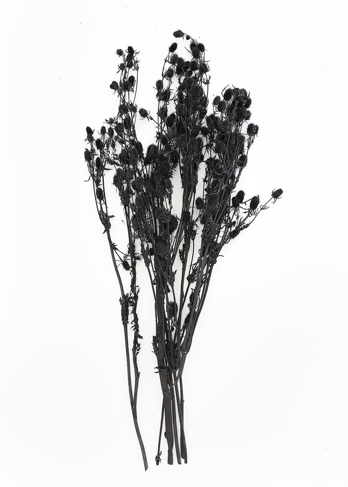Black Dried Eryngium Sea Holly Flowers
